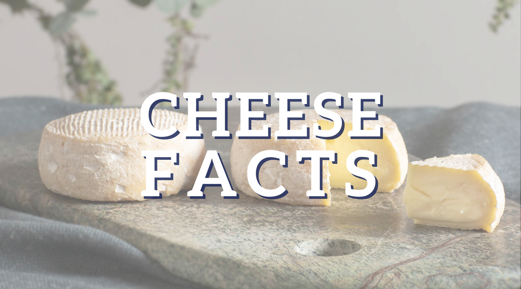 Five cheese facts to change the way you enjoy cheese! Milawa Cheese